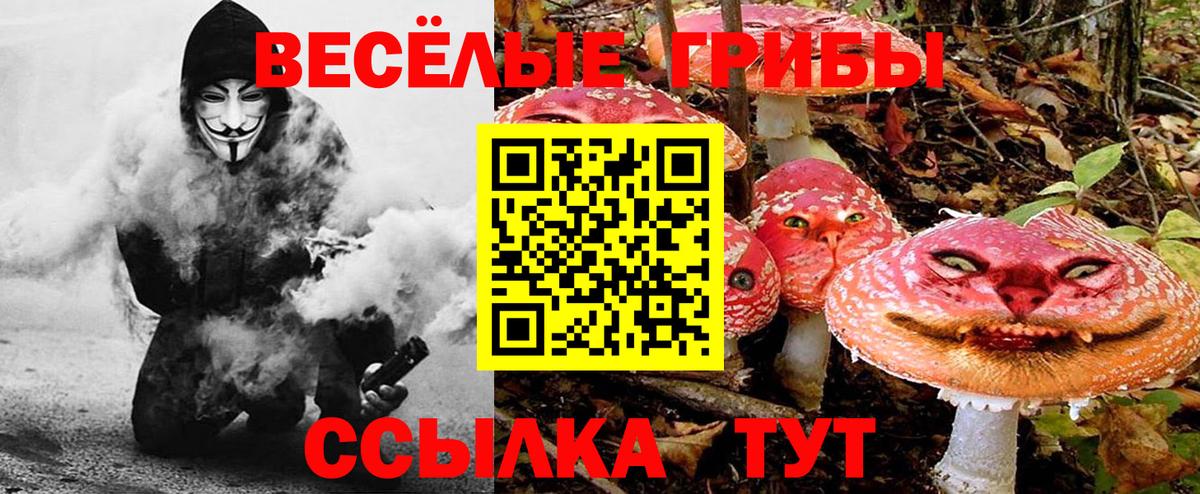 Вязьма  Псилоцибиновые грибы Psilocybe  Вход с VPN 
